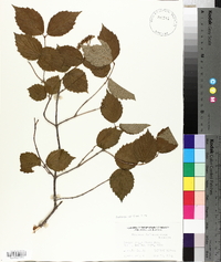 Viburnum rafinesqueanum image