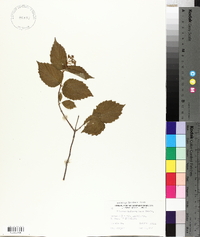 Viburnum rafinesqueanum image