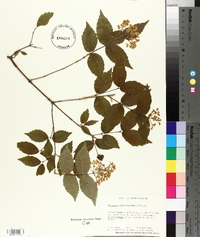 Viburnum rafinesqueanum image