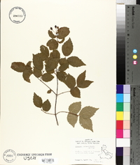 Viburnum rafinesqueanum image