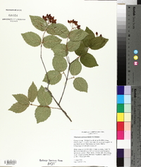 Viburnum rafinesqueanum image