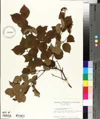Viburnum rafinesqueanum image