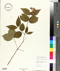 Viburnum rafinesqueanum image