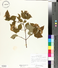 Viburnum rafinesqueanum image