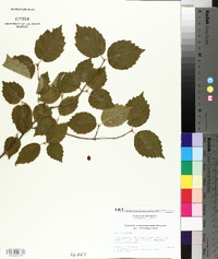 Viburnum rafinesqueanum image