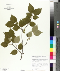 Viburnum rafinesqueanum image