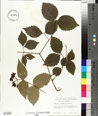 Viburnum rafinesqueanum image