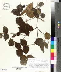 Viburnum rafinesqueanum image