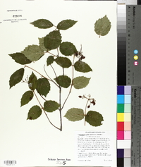 Viburnum rafinesqueanum image