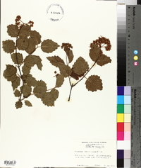 Viburnum rafinesqueanum image