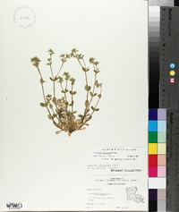 Cerastium glomeratum image