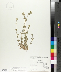 Cerastium glomeratum image