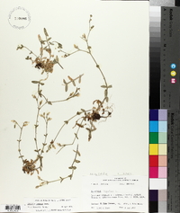 Cerastium fontanum subsp. vulgare image