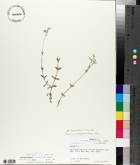 Cerastium brachypodum image