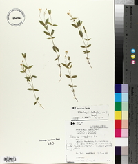 Moehringia lateriflora image