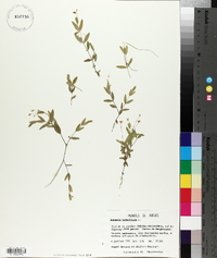 Moehringia lateriflora image