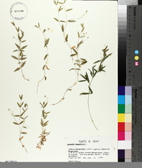 Moehringia lateriflora image