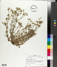 Cerastium glomeratum image