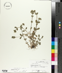 Cerastium glomeratum image