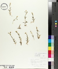 Cerastium arvense image