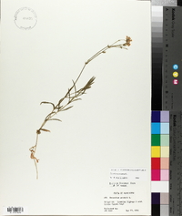 Cerastium arvense image