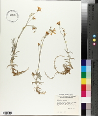 Cerastium arvense image