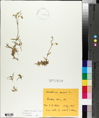 Cerastium arvense image