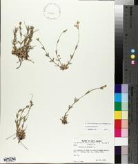 Cerastium arvense image