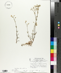 Cerastium arvense image