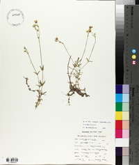 Cerastium arvense image