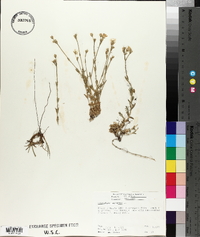 Cerastium arvense image