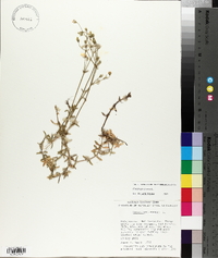 Cerastium arvense image