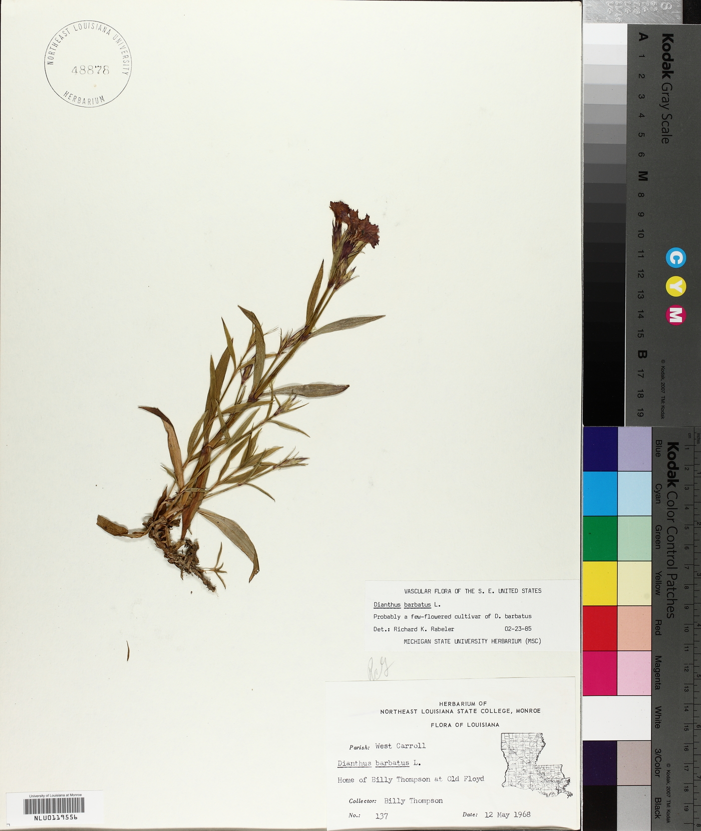 Dianthus barbatus subsp. barbatus image