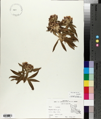 Dianthus barbatus image