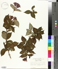 Weigela florida image