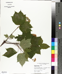 Viburnum trilobum image