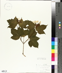 Viburnum trilobum image