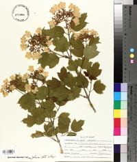 Viburnum trilobum image