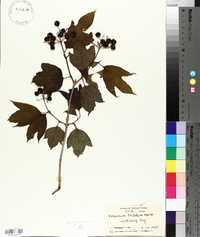 Viburnum trilobum image