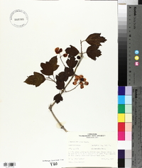 Viburnum trilobum image