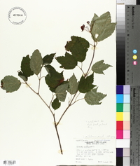 Viburnum trilobum image