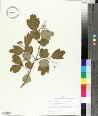 Viburnum trilobum image