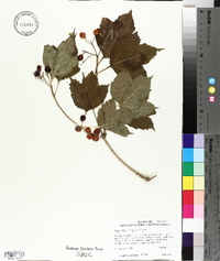 Viburnum trilobum image