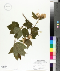 Viburnum trilobum image