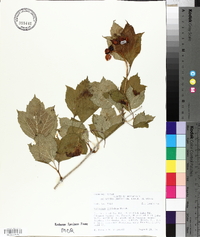 Viburnum trilobum image