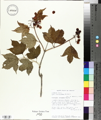 Viburnum trilobum image