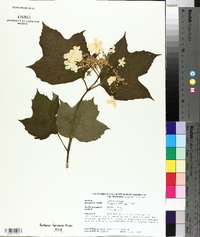 Viburnum trilobum image