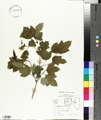 Viburnum trilobum image