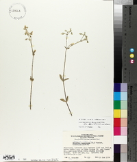 Cerastium fontanum subsp. vulgare image