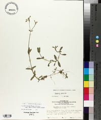 Cerastium fontanum subsp. vulgare image